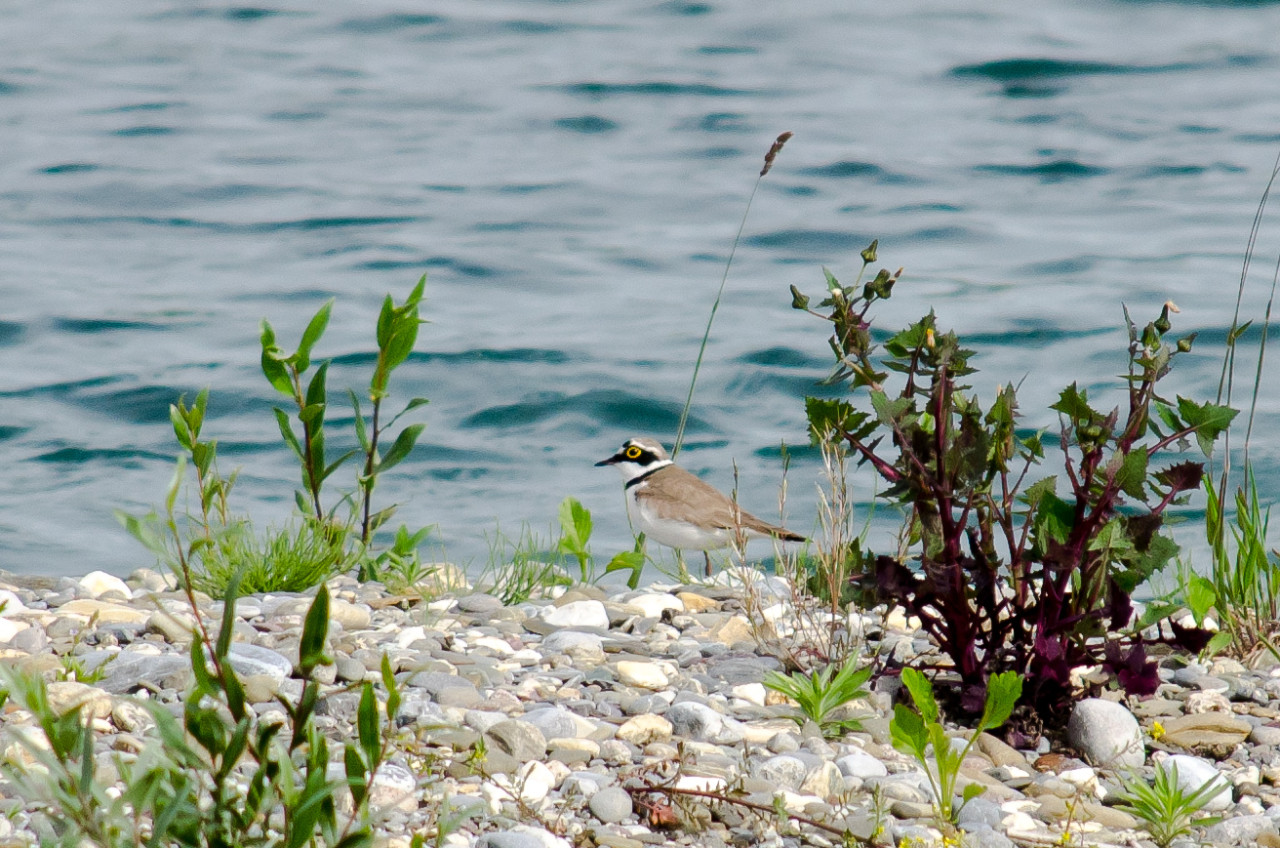 hanggel 14 1280 900 100 c